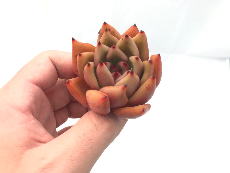 Echeveria Agavoides ‘Mundy' Hybrid 3” Rare Succulent Plant