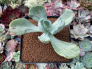 Pachyveria 'Jocelyns Joy' Variegated 3" Succulent Plant