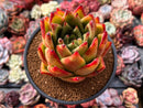 Echeveria Agavoides 'Ebony' Hybrid 4" Succulent Plant