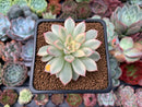 Echeveria 'Mebina' Variegated 2" Succulent Plant