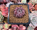Echeveria 'Jackal' 1" Succulent Plant