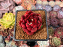Echeveria Agavoides 'Rubra' 1"-2" Succulent Plant