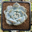 Echeveria 'Orange Monroe' 2" Succulent Plant