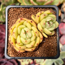 Echeveria 'Monroe Chanel' 2" Cluster Succulent Plant