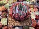Echeveria 'Colorata Brandtii' 3" Powdery Succulent Plant