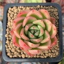 Echeveria Agavoides 'Chalstone' 2" Succulent Plant