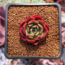 Echeveria sp. 1" Air Magic Hybrid Succulent Plant