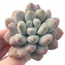 Pachyphytum Venus Hybrid 3” Rare Succulent Plant