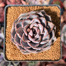 Echeveria 'Black Cave' 2" New Air Magic Hybrid Succulent Plant