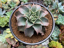 Echeveria 'Madiba' 5" Large Succulent Plant