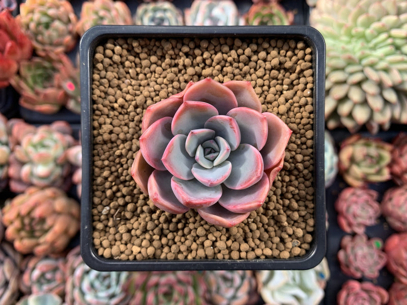 Echeveria Agavoides 'Tinkerbell' 2"-3" Succulent Plant