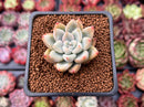 Echeveria 'Milk Tea' 1" Succulent Plant