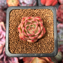 Echeveria 'Red Rosa' 1" Succulent Plant
