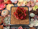 Echeveria Agavoides 'Lip Stick' 2" Succulent Plant