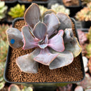 Echeveria 'Valkyrie' 2"-3" Succulent Plant