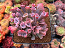 Echeveria 'Trumpet Pinky' 2"-3" Succulent Plant