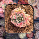 Echeveria 'Mebina' Variegated 1" Succulent Plant