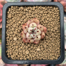 Echeveria 'Mexensis Zaragoza' 1/2" Small Seedling Succulent Plant