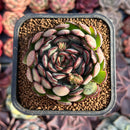 Echeveria 'Dreams Rose' 2"-3" Succulent Plant