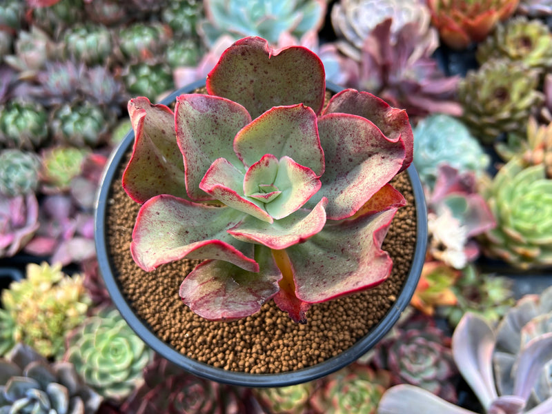 kissing succulent Echeveria 'Kisses' 4" Succulent Plant – True Succulents Plant Co