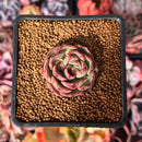 Echeveria 'Fresca' 1" Succulent Plant