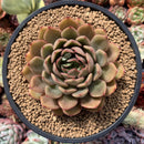 Echeveria Agavoides sp. 4"-5" Succulent Plant