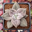 Echeveria 'Xichuensis' 2" Succulent Plant