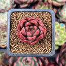 Echeveria Agavoides 'Callisto' 1" Succulent Plant