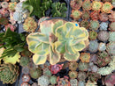 Echeveria 'Enfant' Variegated Cluster 5" Large Succulent Plant