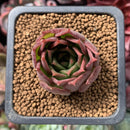 Echeveria 'Red Q' 1" Succulent Plant
