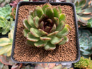 Echeveria Agavoides 'ChocoJelly' (Not E. Black Queen) 2" Succulent Plant
