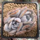 Echeveria 'Icy Purple' Crested 2" Succulent Plant