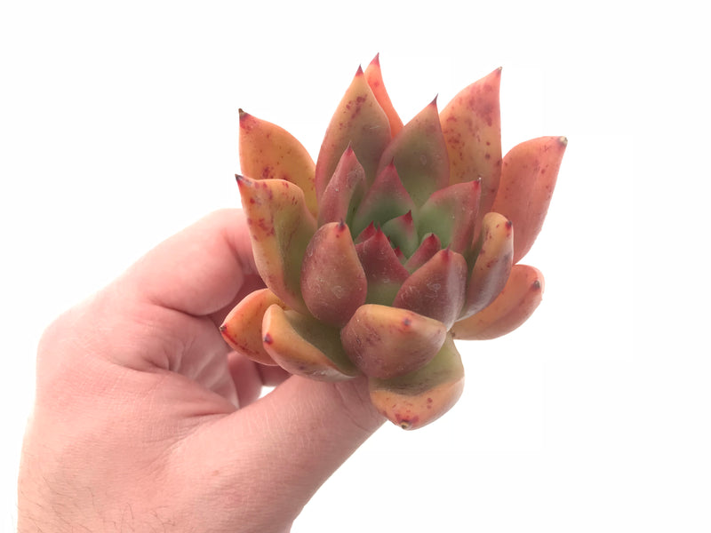 Echeveria Agavoides ‘Mary’ 3” Rare Succulent Plant
