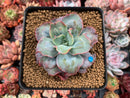 Echeveria 'Blue Spur' 4" New Hybrid Succulent Plant
