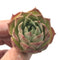 Echeveria sp. 2" Rare Succulent Plant