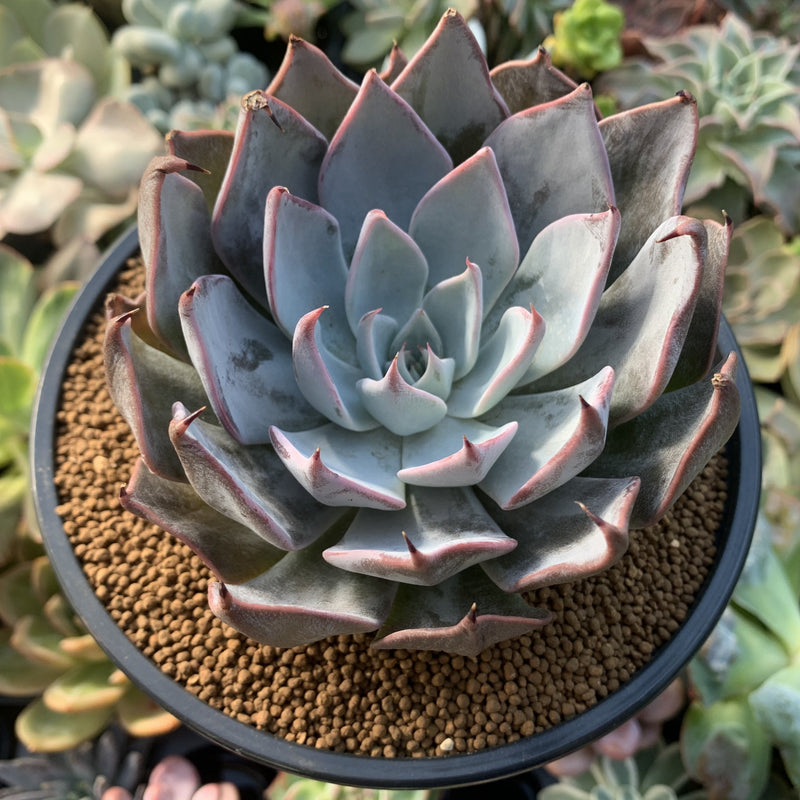 cuspidata succulent Echeveria 'Cuspidata v. Parrasensis' 4"-5" Succulent Plant – True Succulents  Plant Co