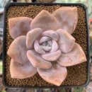 Echeveria 'La Bamba' 2" Succulent Plant