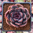 Echeveria 'Dark Chocolate' 2" Succulent Plant