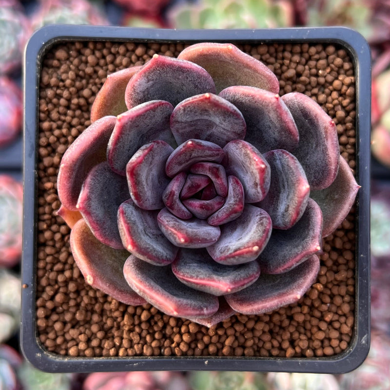 ceramic flower pots wholesale TERRACOTTA POT 5.5