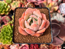 Echeveria 'Lemon Tree' 2"-3" Succulent Plant