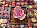 Echeveria 'Rainbow' Variegated 1" Succulent Plant