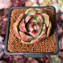 Echeveria 'Cherry Bomb' 2" Succulent Plant