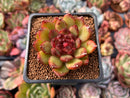 Echeveria Agavoides 'Black Queen' 2" Succulent Plant