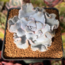 Echeveria 'Crispate Beauty' 2" Powdery Succulent Plant