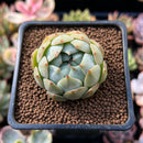 Echeveria 'Rose Mamonde' 1" Succulent Plant