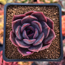 Echeveria 'Dark Chocolate' 2" New Hybrid Succulent Plant