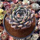 Echeveria 'Orange Monroe' 6" Powdery Extra Large Succulent Plant
