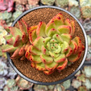 Echeveria Agavoides 'Red Jelly' 3" Succulent Plant