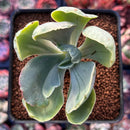 Echeveria 'Gigantea' Variegated 2"-3" Succulent Plant