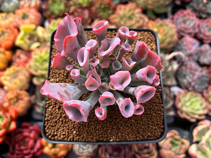 succulent trumpet plant Echeveria 'Trumpet Pinky' 2"-3" Succulent Plant – True Succulents Plant Co